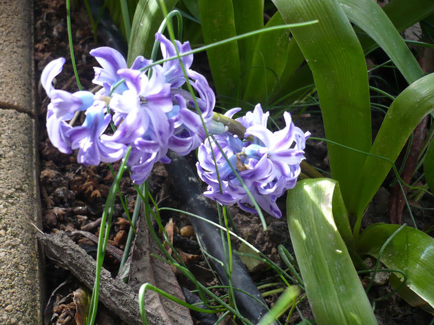jacintos-azules.jpg