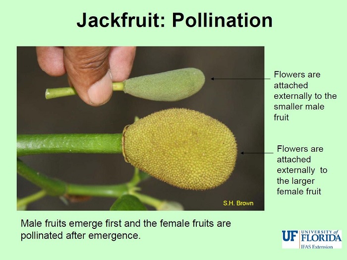 JackfruitPollination.JPG