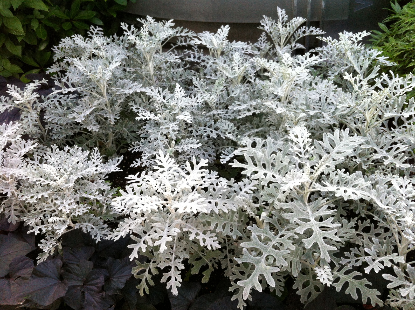 jacobaea-maritima.jpg