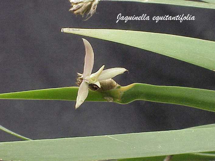 jacqequitantifolia.jpg