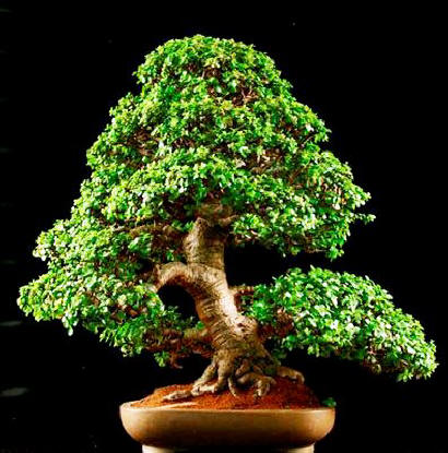 jade%20bonsai.jpg