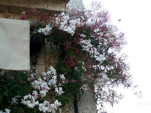 jadmin flor 500.jpg