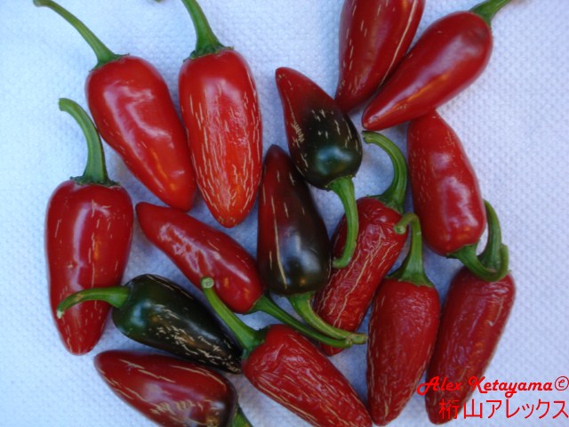 jalapa%20%5B640x480%5D.JPG