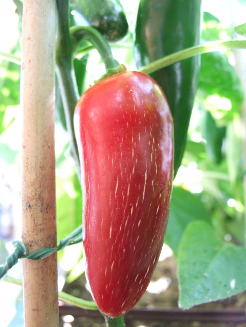 jalapec3b1o-jumbo-planta-1-1.jpg
