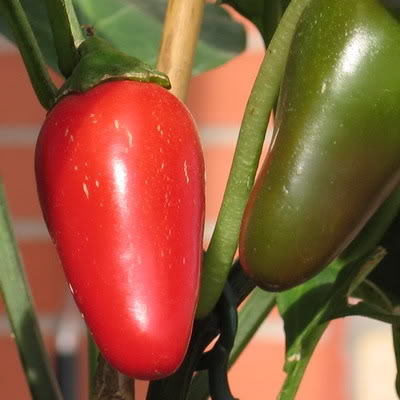 jalapeno031.jpg