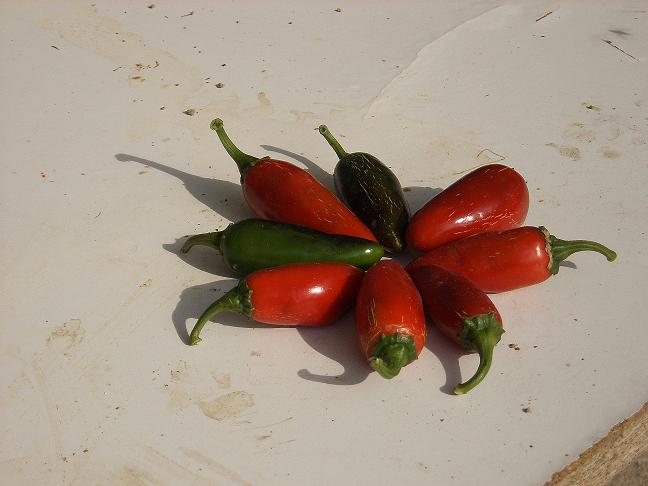 jalapeños mejicanos 001.JPG