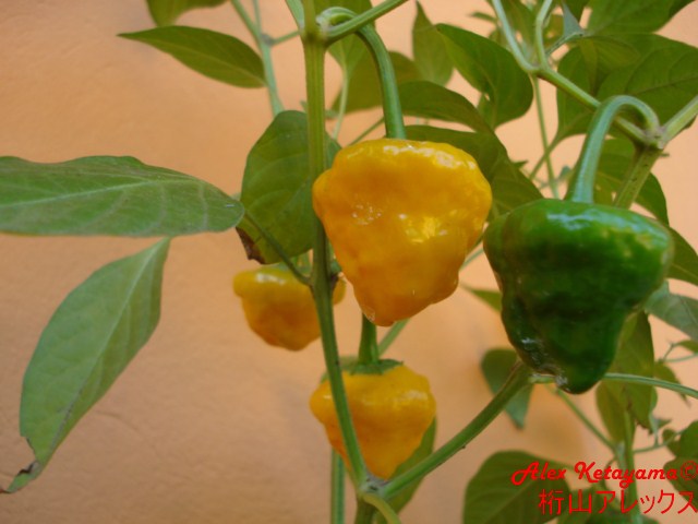 jamaican%20%5B640x480%5D.JPG