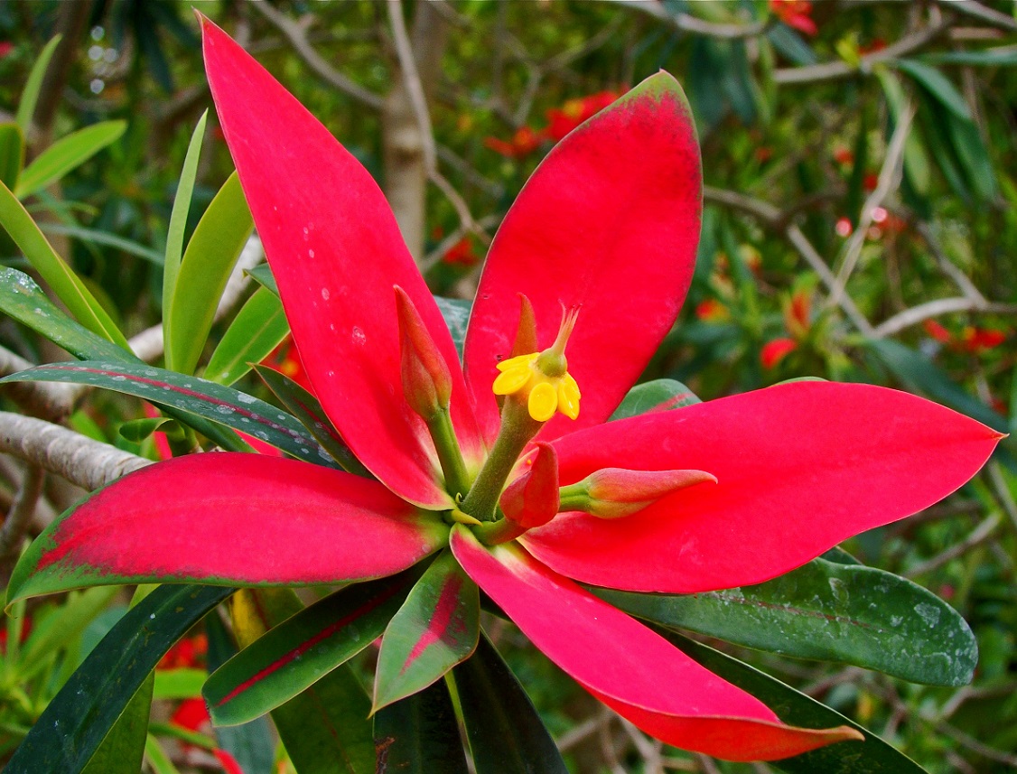 jamaican-poinsettia-or-euphorbia-punicea.jpg
