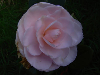 JAP_NICA_-_ACS_JUBILEE-3.jpg