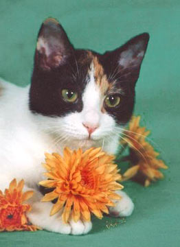 japanese-bobtail-0002.jpg