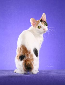 japanese-bobtail-cat-picture-1.jpg