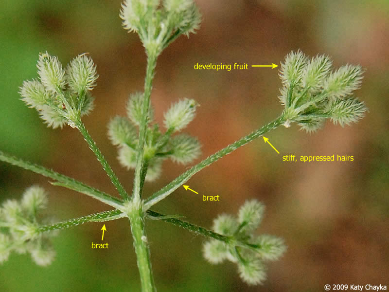japanese-hedge-parsley_0816_151138.jpg