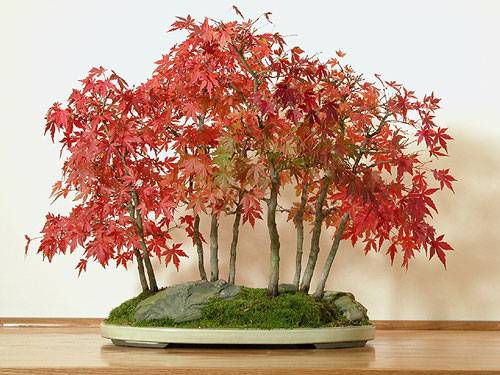 Japanese-Maple-Acer-Atropurpureum-Bonsai-164__32279190_0.jpg