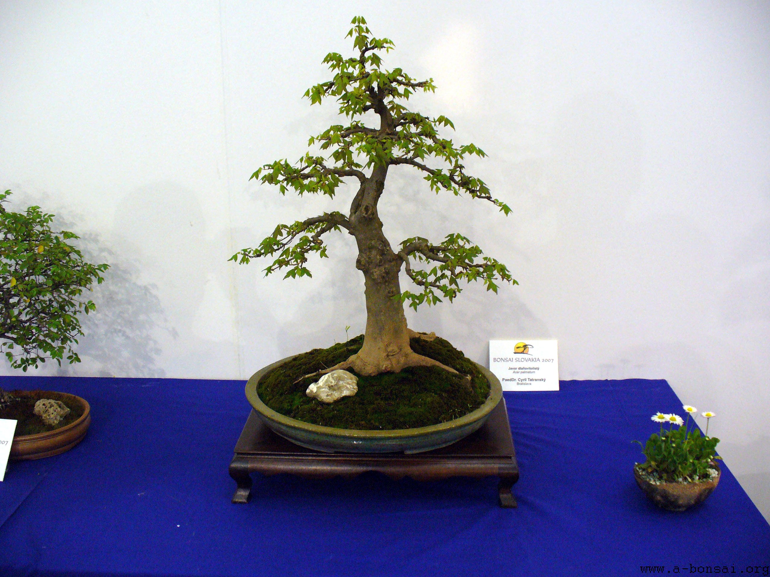 japanese-maple-acer_palmatum.jpg