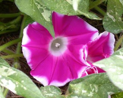 Japanese_Morning_Glory_%27Sun_Smile%27_(Ipomoea_nil).jpg