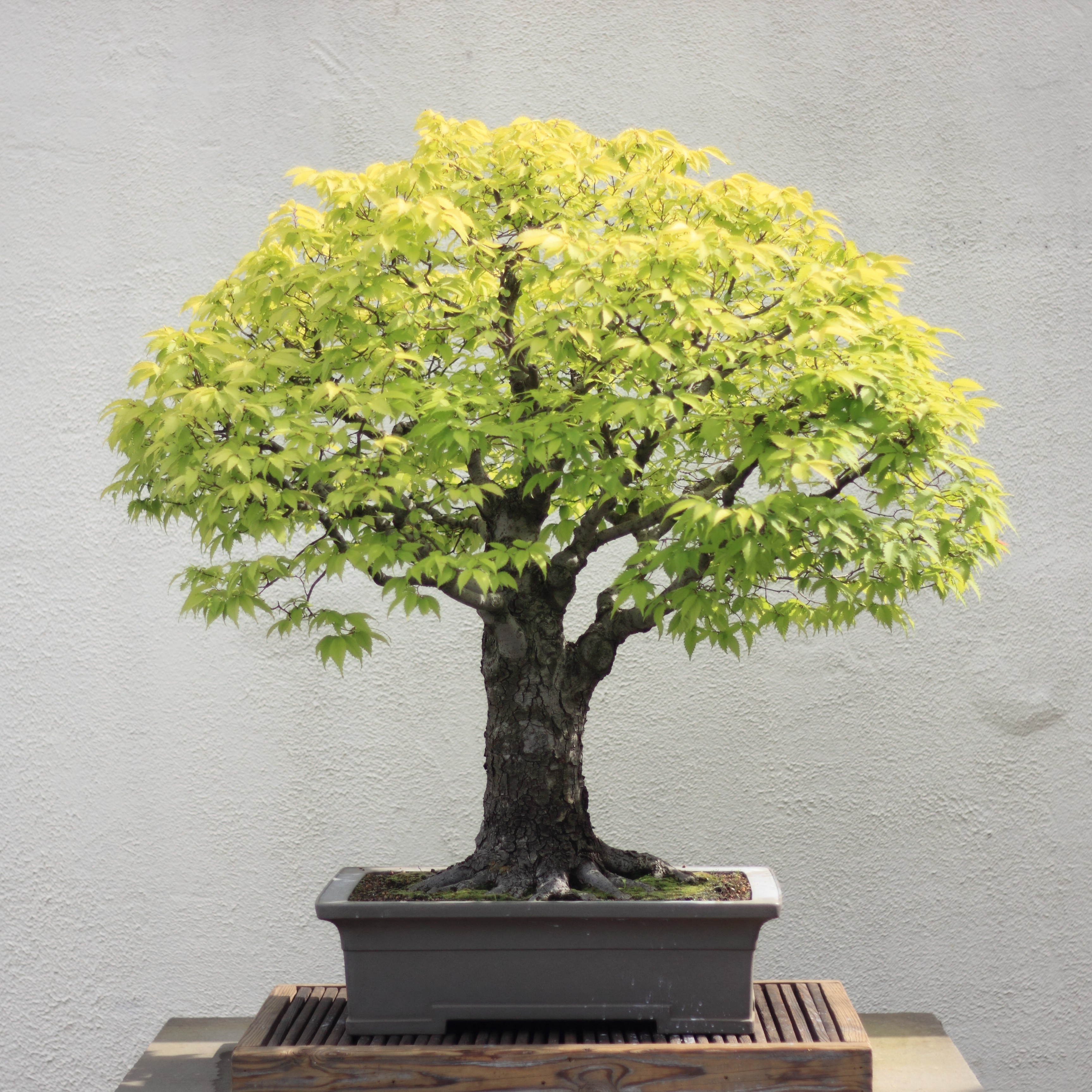 Japanese_Zelkova_bonsai_16,_30_April_2012.JPG