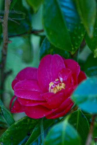 JAPONICA-_MAGNOLIA_RUBRA-09.jpg