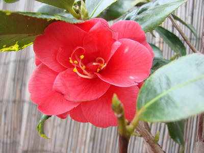 JAPONICA-_MAGNOLIA_RUBRA.jpg