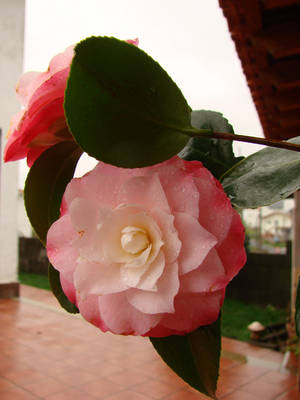 JAPONICA-OCTOBER_AFFAIR.jpg