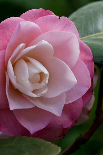 JAPONICA-OCTOBER_AFFAIR_-_2010.jpg