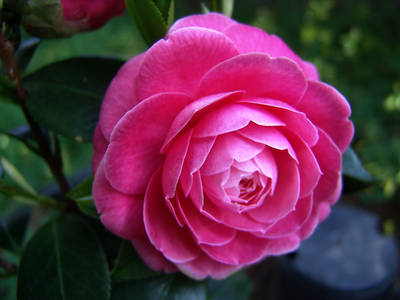 JAPONICA_-_BELLA_LAMBERTII-2.jpg