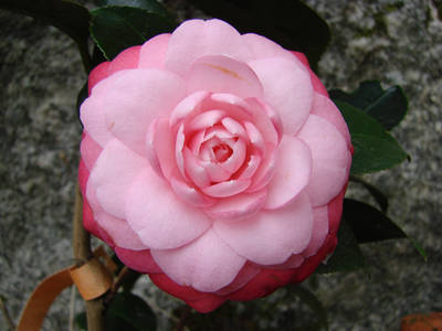 JAPONICA_-_BELLA_LAMBERTII.jpg
