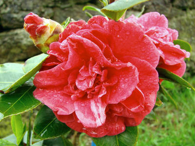 JAPONICA_-_DO_A_HERZILIA_II.jpg