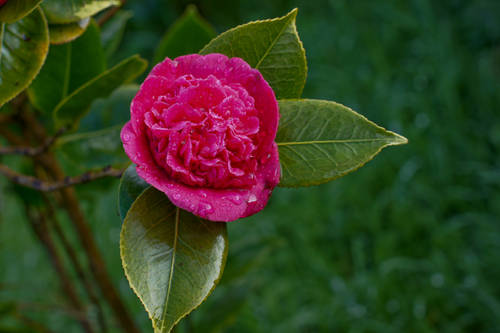 JAPONICA_-_DO_A_HERZILIA_II_-2010.jpg