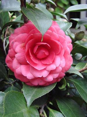 JAPONICA_-_EUGENIA_DE_MONTIJO_-2.jpg