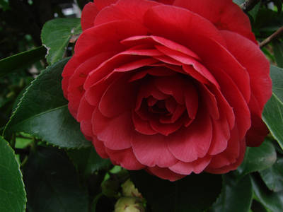 JAPONICA_-_EUGENIA_DE_MONTIJO_-2008.jpg