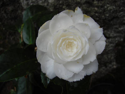 JAPONICA_-_FIMBRIATA.jpg