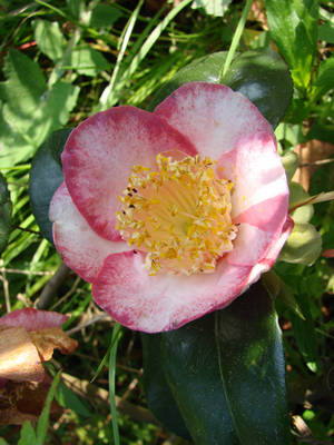 JAPONICA_-_HIGO-_OUKAN.jpg