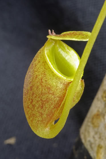 Jaquelineae2.jpg