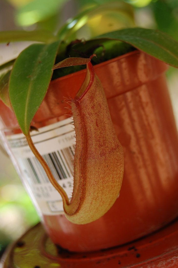 Jar_New_Nepenthes_by_Art4DooM.jpg