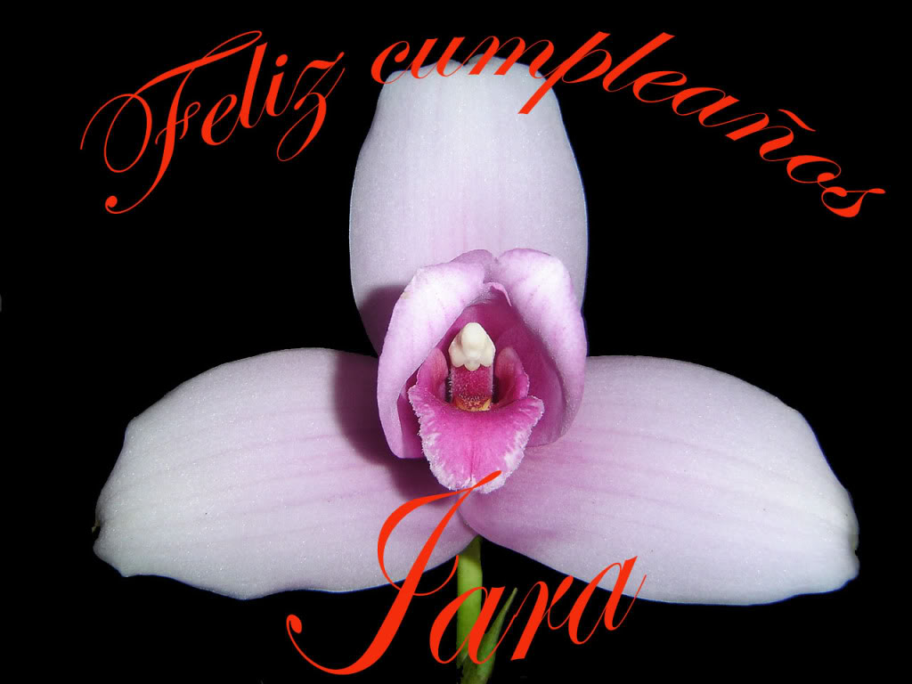 jara.jpg