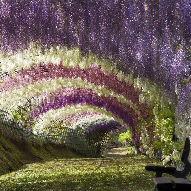 Jard%C3%ADn-Kawachi-Fuji-Jap%C3%B3n.jpg