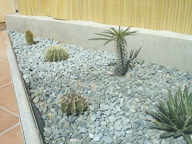 jardicactus3%7E0.jpg