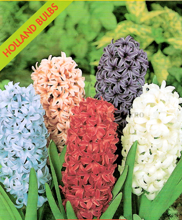 jardicentro_bolbos_jardinflora_jacinto_mistura.jpg