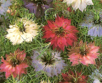 jardicentro_flores_floralusitana_nigelia_persia_mistura.jpg