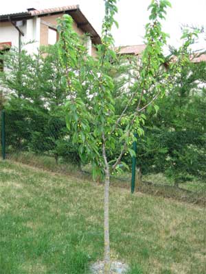 jardin-008-para-web.jpg