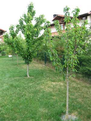 jardin-010-para-web.jpg