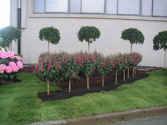 jardin-2.jpg