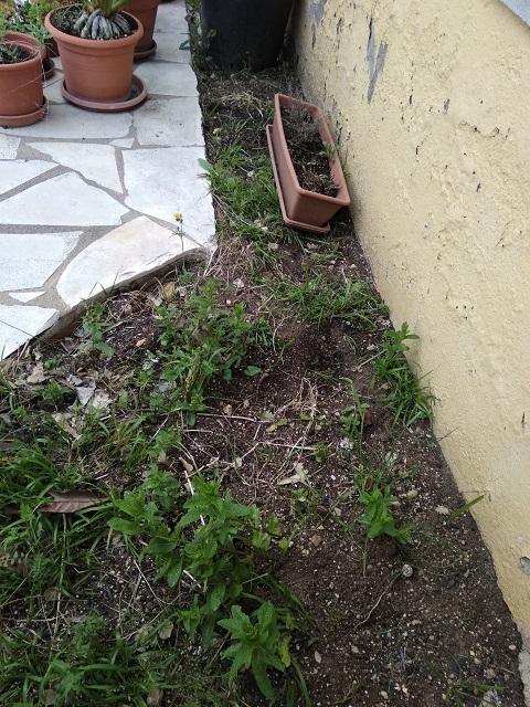 jardin-2.jpg