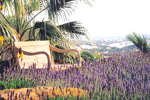 jardin%20de%20lavanda.jpg