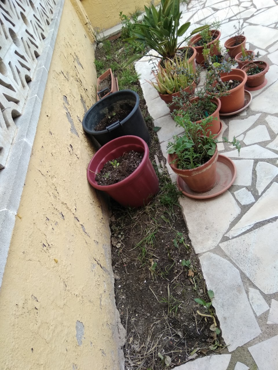 jardin-7.jpg