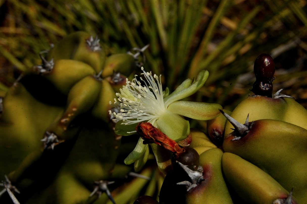 jardin+botanico+3-10.jpg