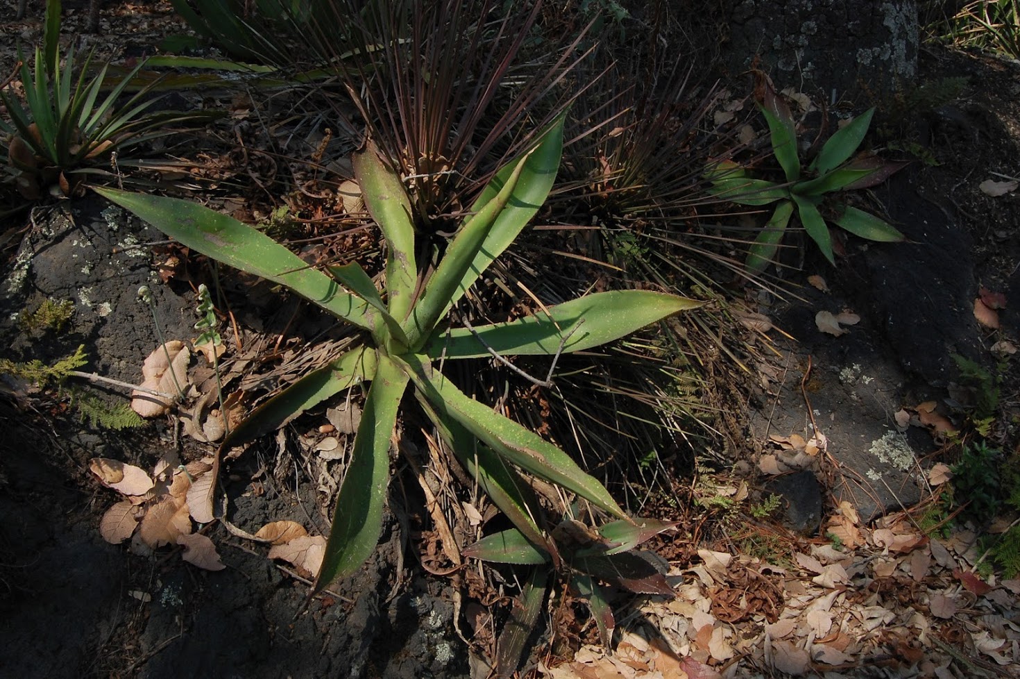 jardin+botanico+3-11.jpg