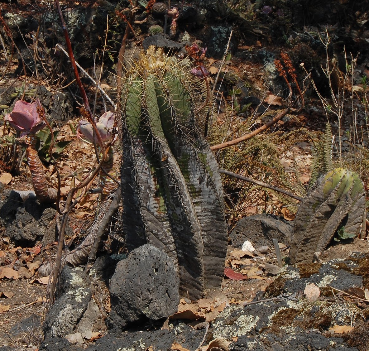 jardin+botanico+3-12.jpg