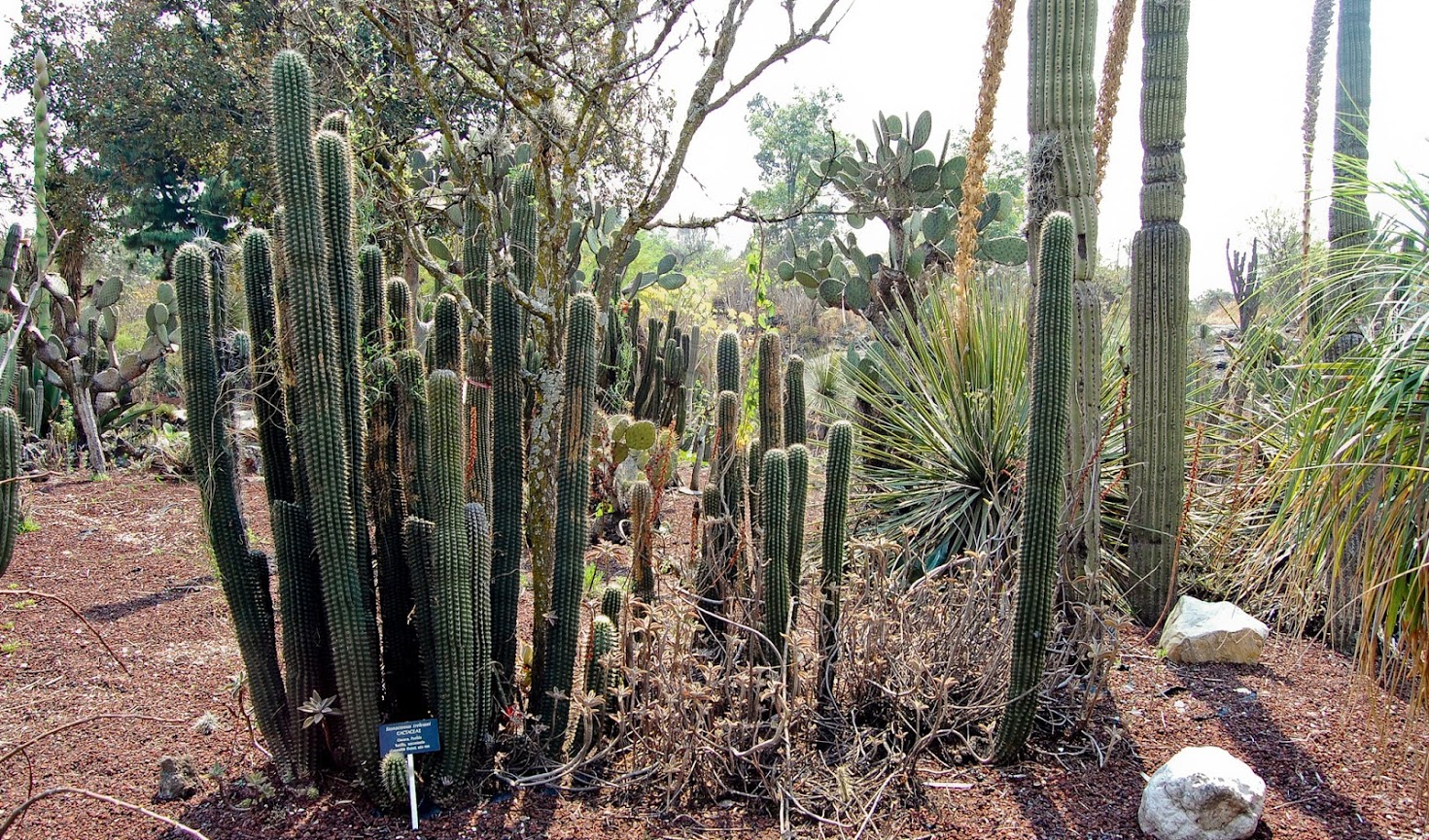 jardin+botanico+3-15.jpg