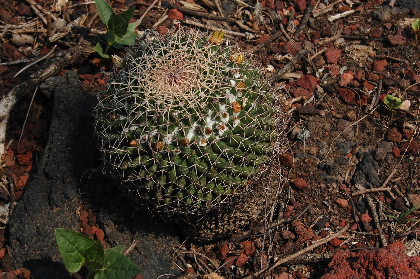jardin+botanico+3-16.jpg